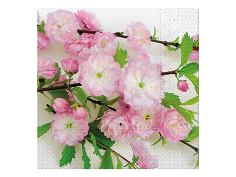 Kancelárske potreby - obrúsok P 33x33 celorok SDL863000 2011089